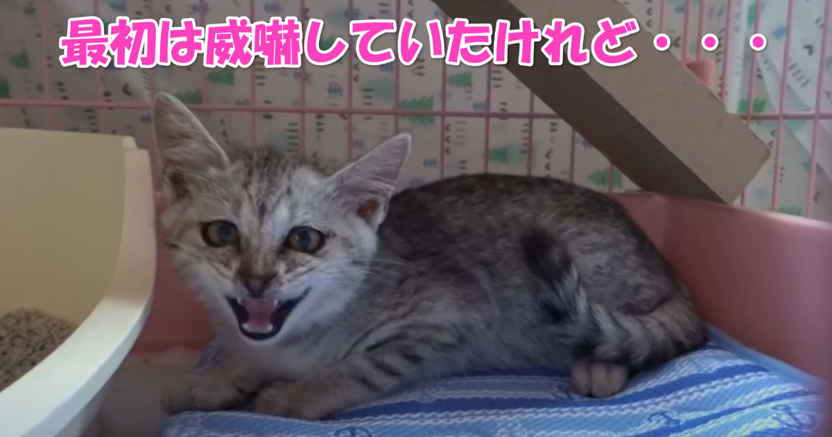 保護された子猫ちゃん　アイキャッチ