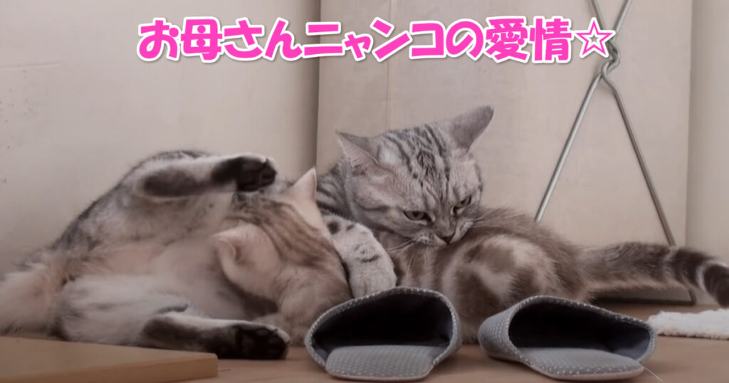 可愛い我が子♡　子猫ちゃんたちを抱きしめて愛おしむお母さんニャンコ