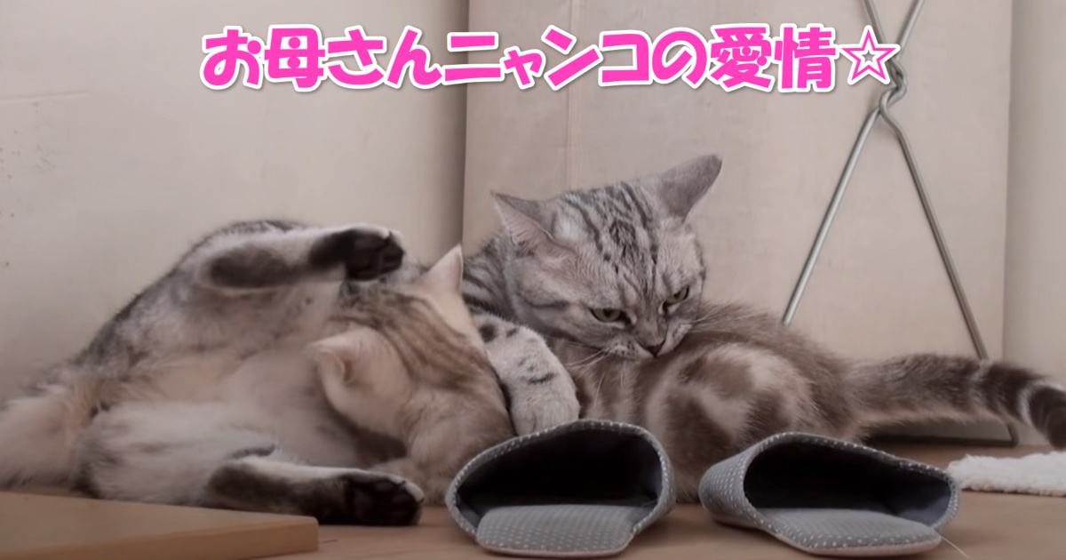 母の愛情　アイキャッチ