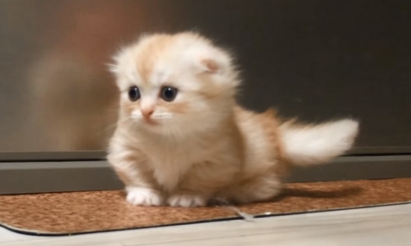 マンチカンの子猫ちゃん　No-1