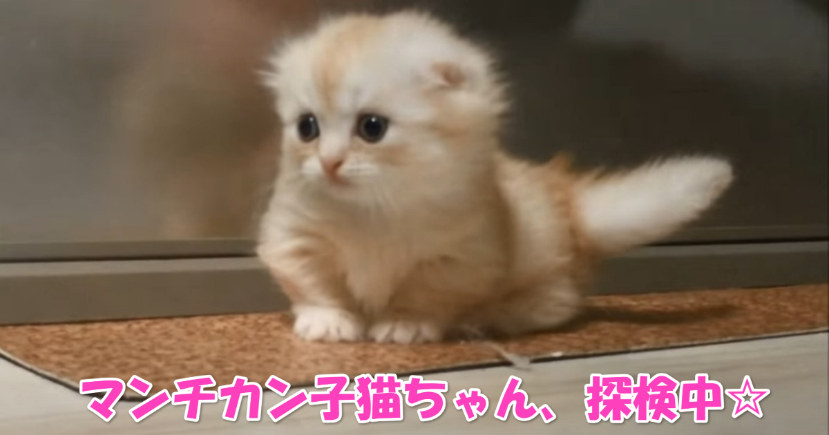 マンチカンの子猫ちゃん　アイキャッチ