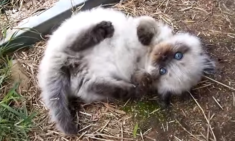 マンチカンの子猫ちゃん　No-1