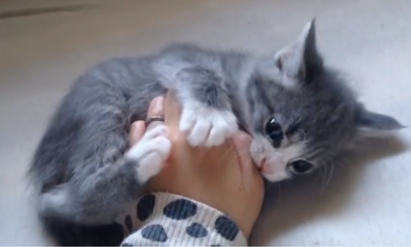 保護された子猫ちゃん　No-3