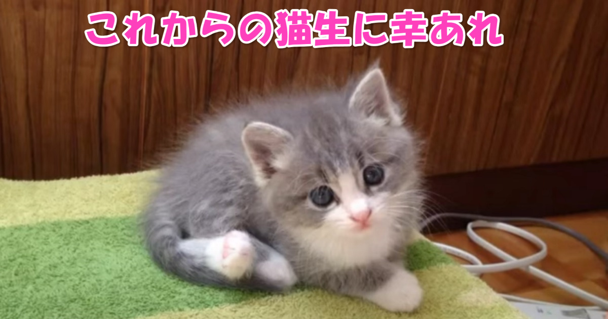 保護された子猫ちゃん　アイキャッチ