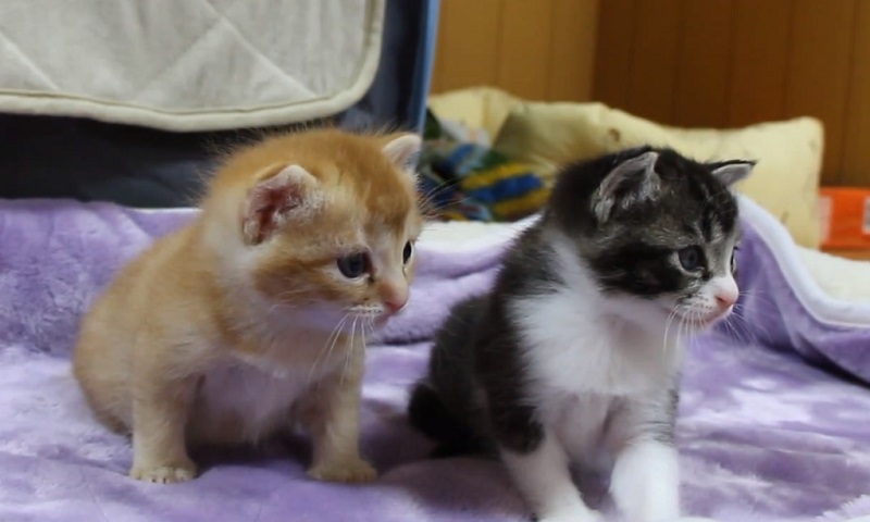 母猫と子猫ちゃん　No-1