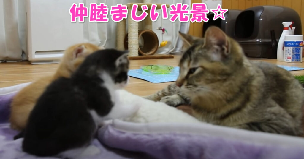 仲良し親子。　子猫ちゃんとお母さんニャンコの仲睦まじい光景