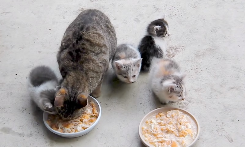 母猫と子猫ちゃんたち　No-2