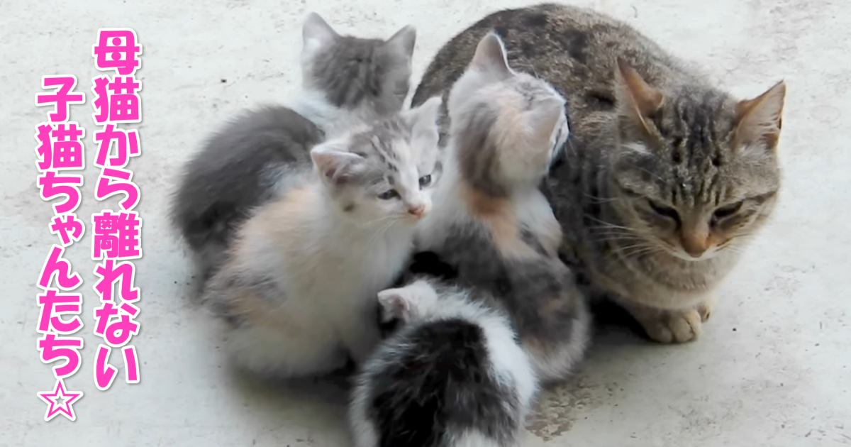 母猫と子猫ちゃんたち　アイキャッチ