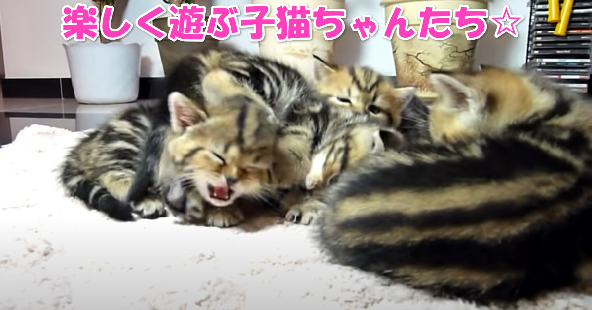 遊ぶ子猫ちゃんたち　アイキャッチ