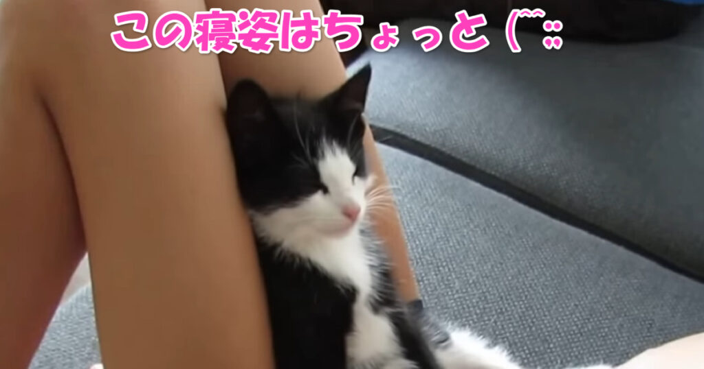 これはちょっと(^^;;　面白い寝姿の子猫ちゃん