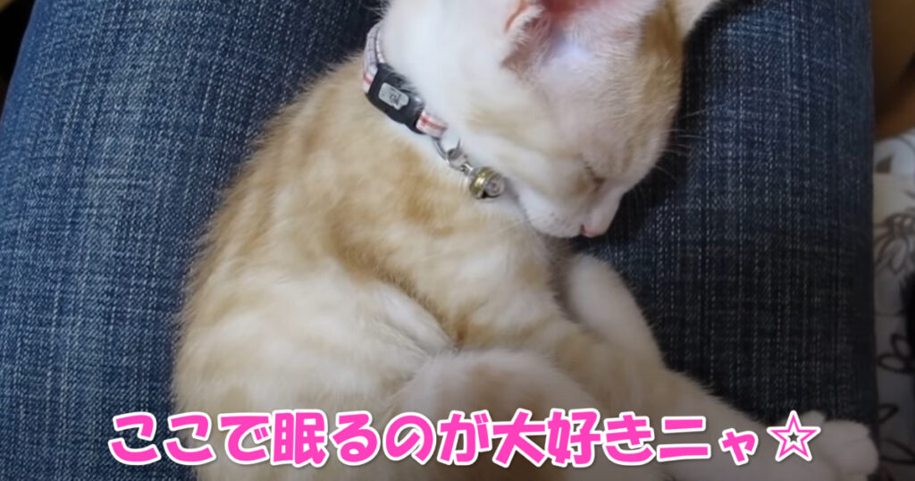 ここが好き☆　眠くなると膝の上に乗って来る子猫ちゃん