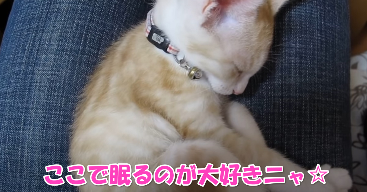 膝の上でお眠り　アイキャッチ