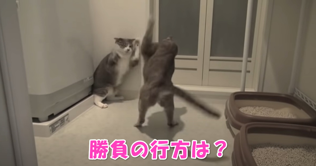 ケンカ　アイキャッチ