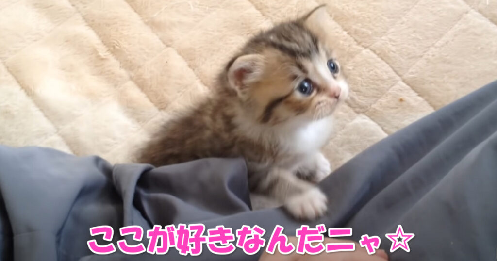 そこが好きなんだニャ～☆　膝に上って来る子猫ちゃん