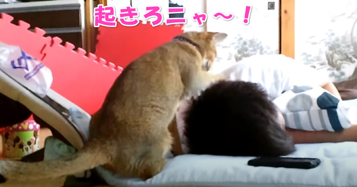 起きろニャ　アイキャッチ