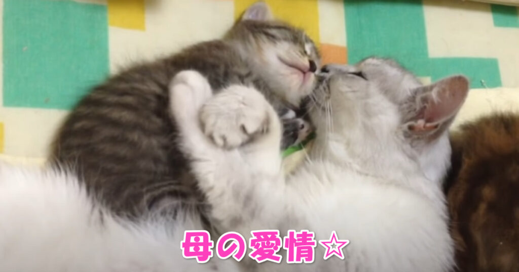 愛情あふれる光景。子猫ちゃんを抱きしめながら眠るお母さんニャンコ