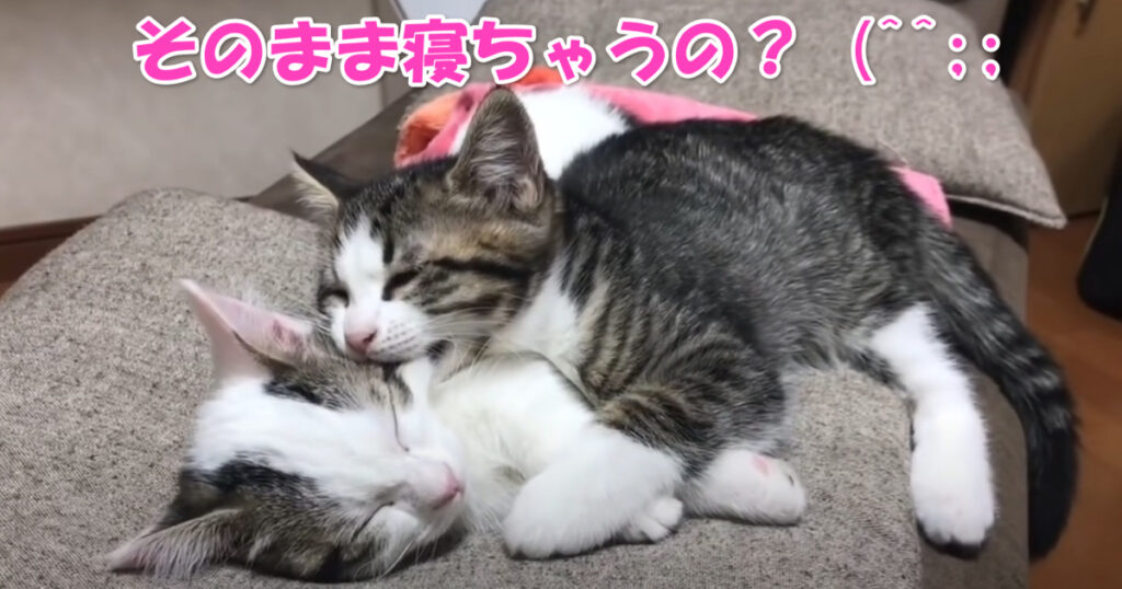 そのまま寝ちゃうの！？　寄り添って眠る子猫ちゃんたちが可愛いんだけども・・・(^^;;