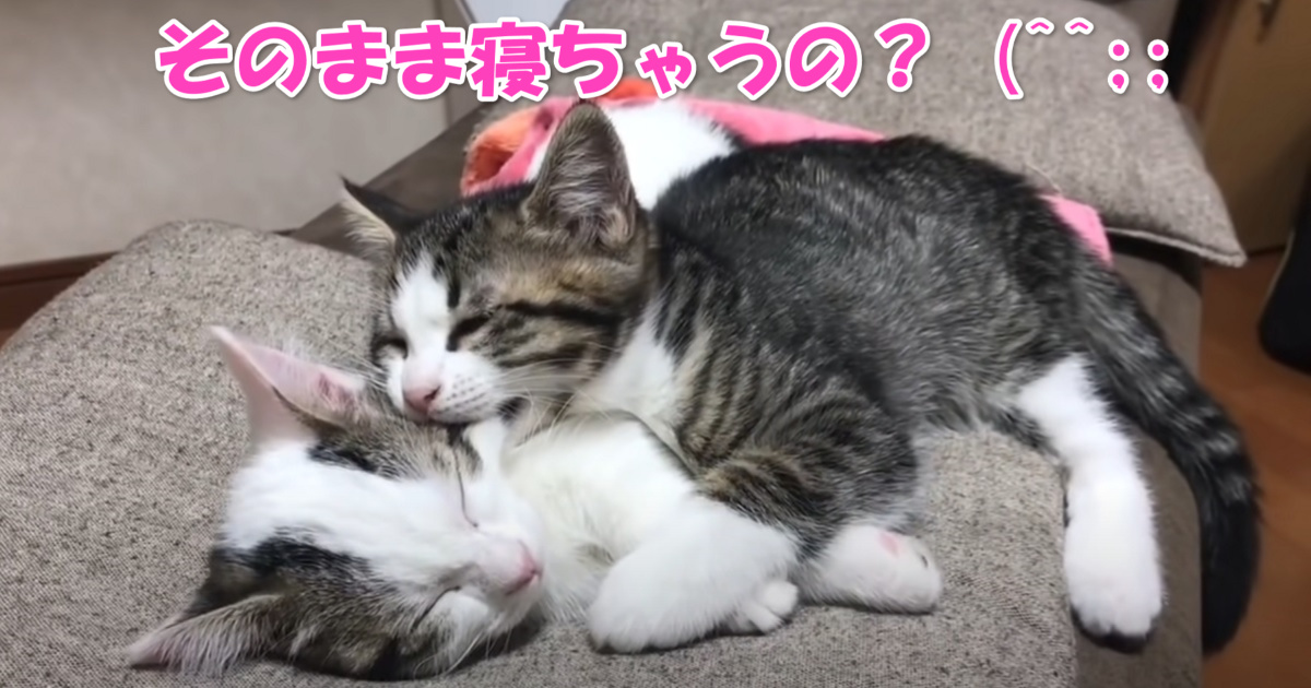 眠る子猫ちゃんたち　アイキャッチ