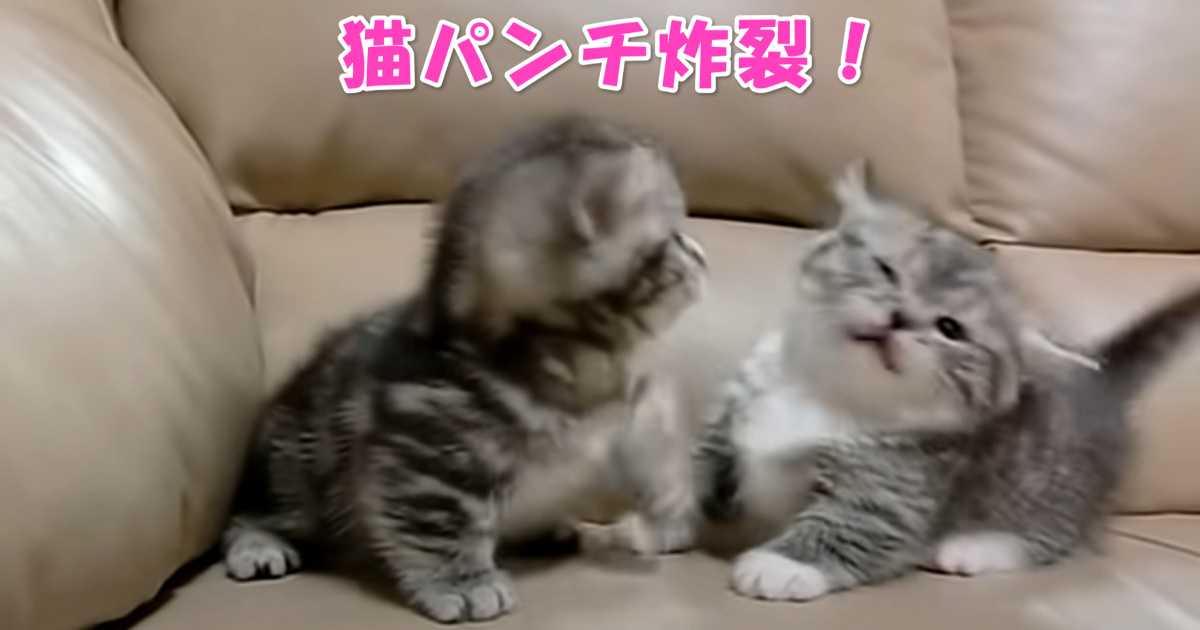 マンチカンの子猫ちゃんたち　アイキャッチ