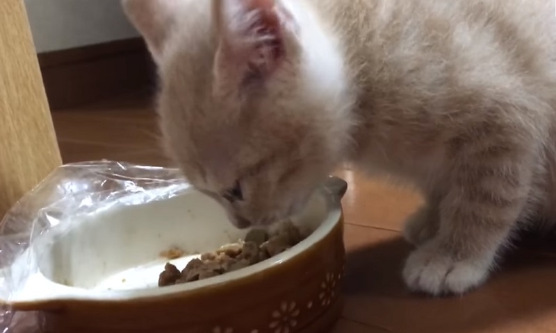 食事のおねだり　No-3