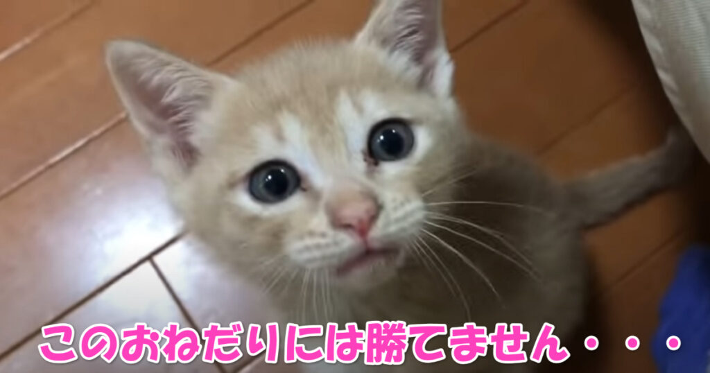 これには勝てません。　ごはんをおねだりしてくる子猫ちゃん