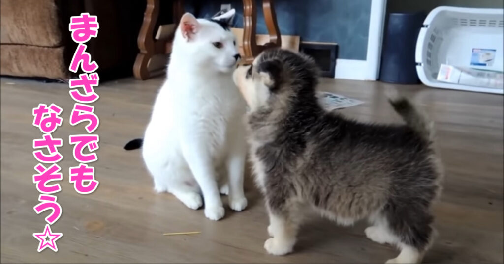 まんざらでもなさそう。　子犬たちになつかれているニャンコ