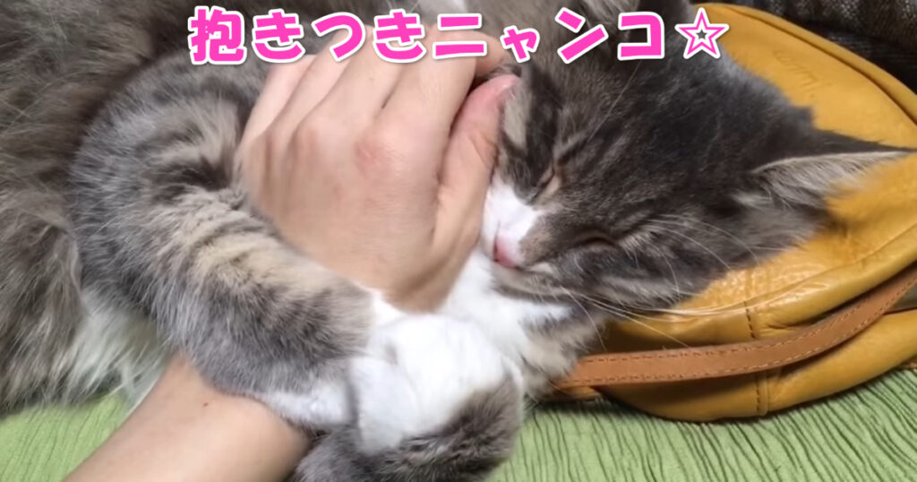 大好きなんだニャ☆　眠りながらご主人さまの腕に抱きつくノルウェージャンフォレストキャット