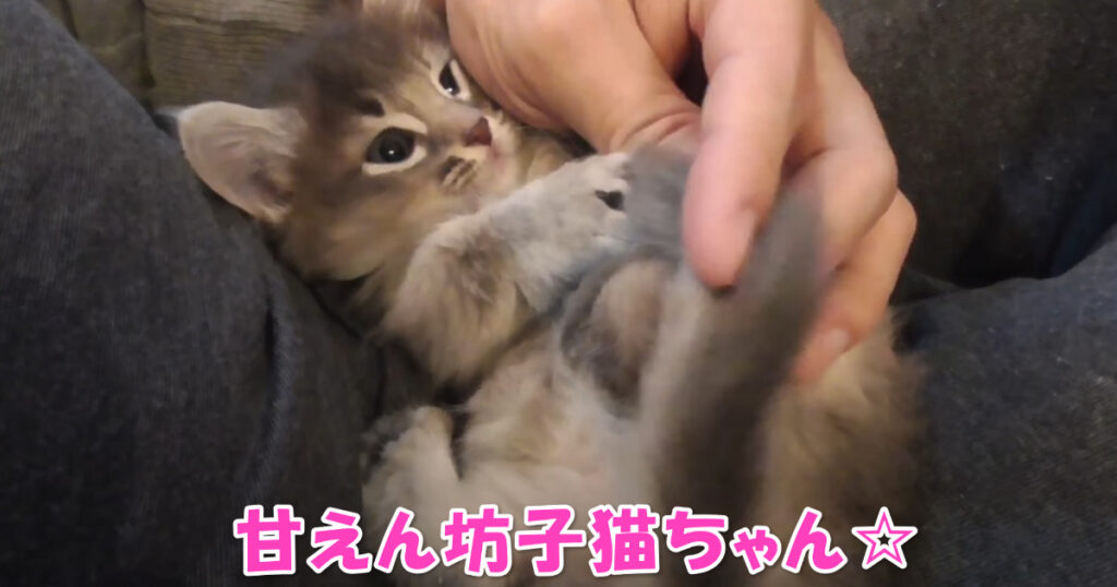 至福の時です☆　ご主人さまの膝の上で甘える子猫ちゃん