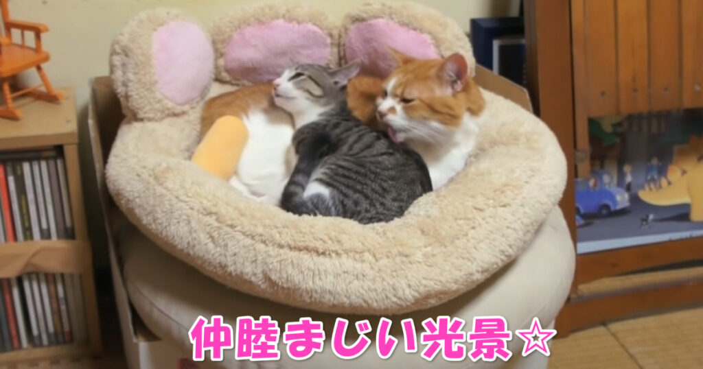 仲睦まじい光景。先住ニャンコにくっついて甘える子猫ちゃん