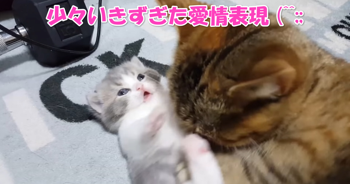 母の愛情　アイキャッチ