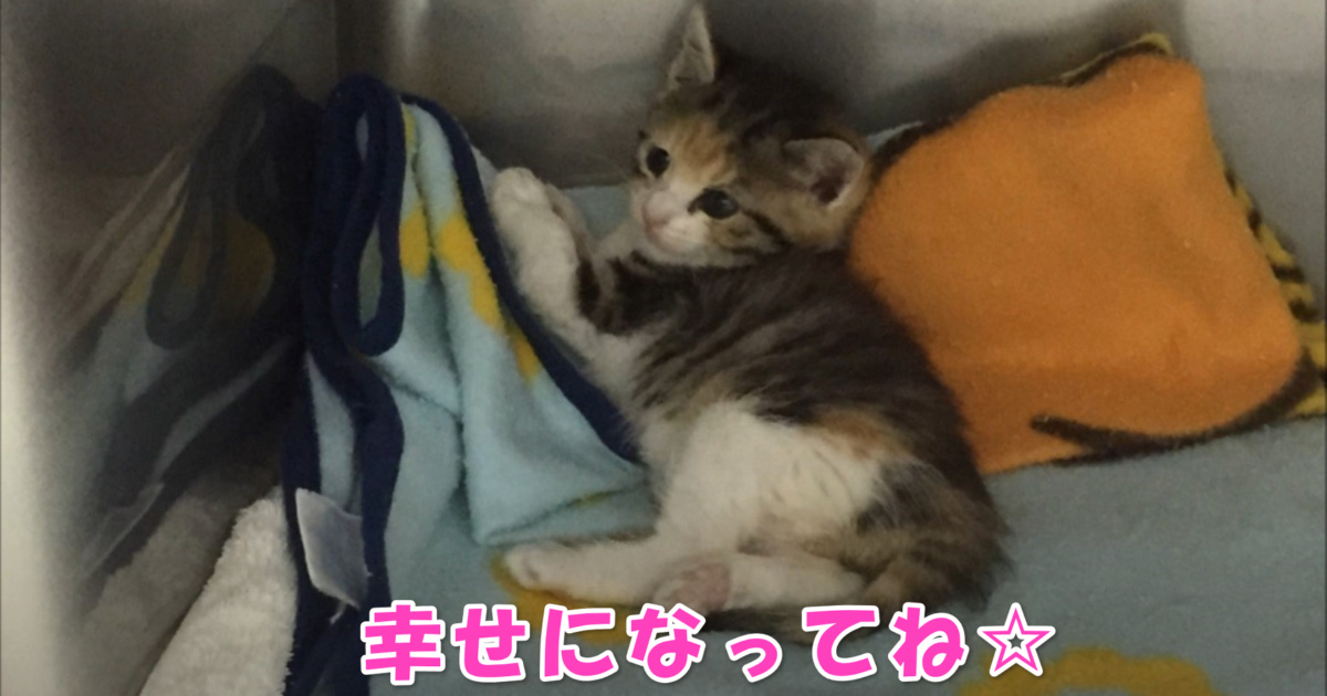 保護された子猫ちゃん　アイキャッチ