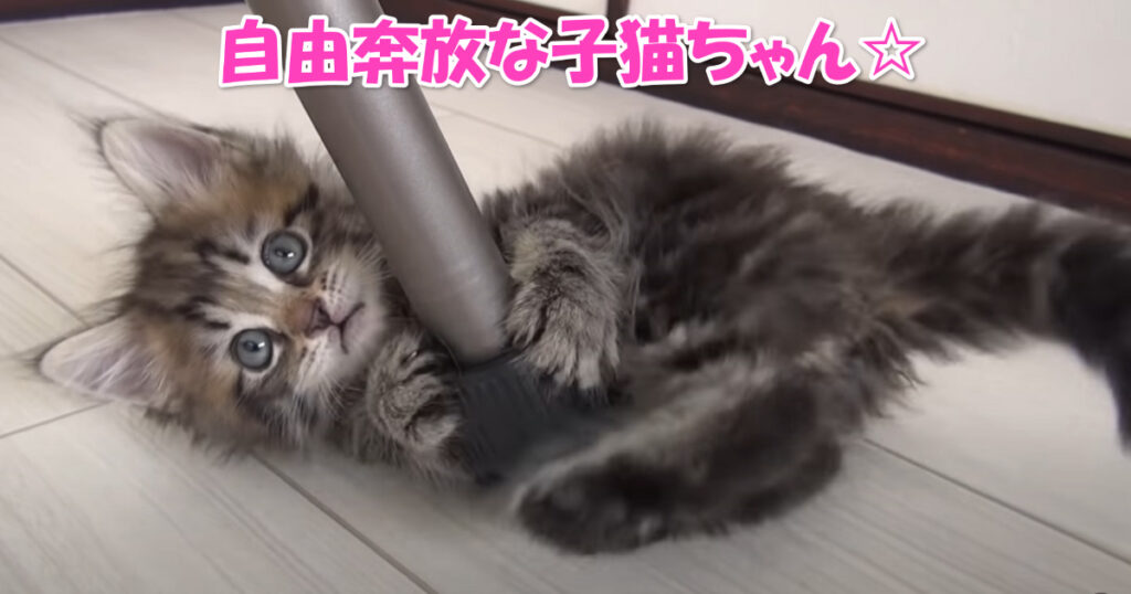 自由奔放！　元気に楽しくすごす子猫ちゃん