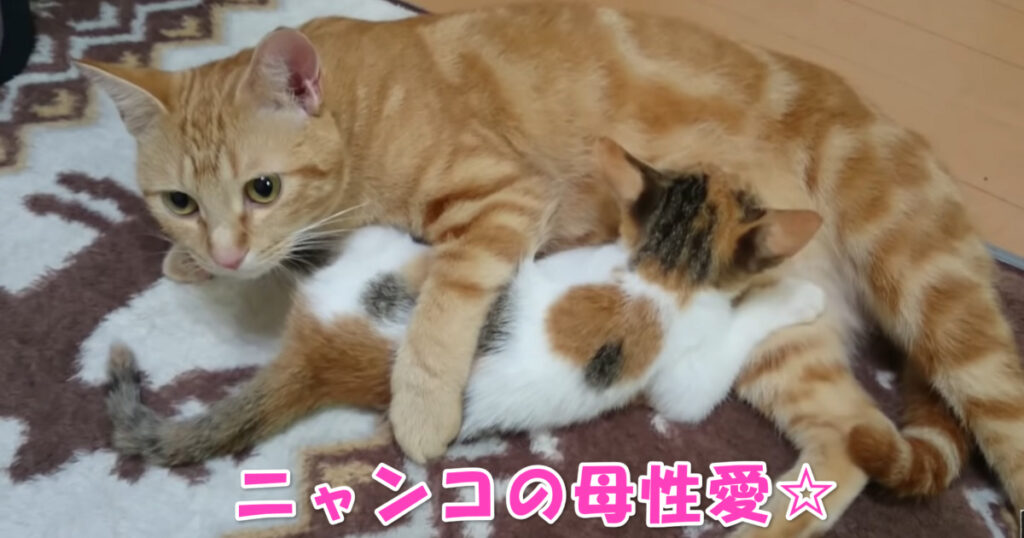 ニャンコの母性愛。保護した子猫ちゃんの面倒を見るニャンコ