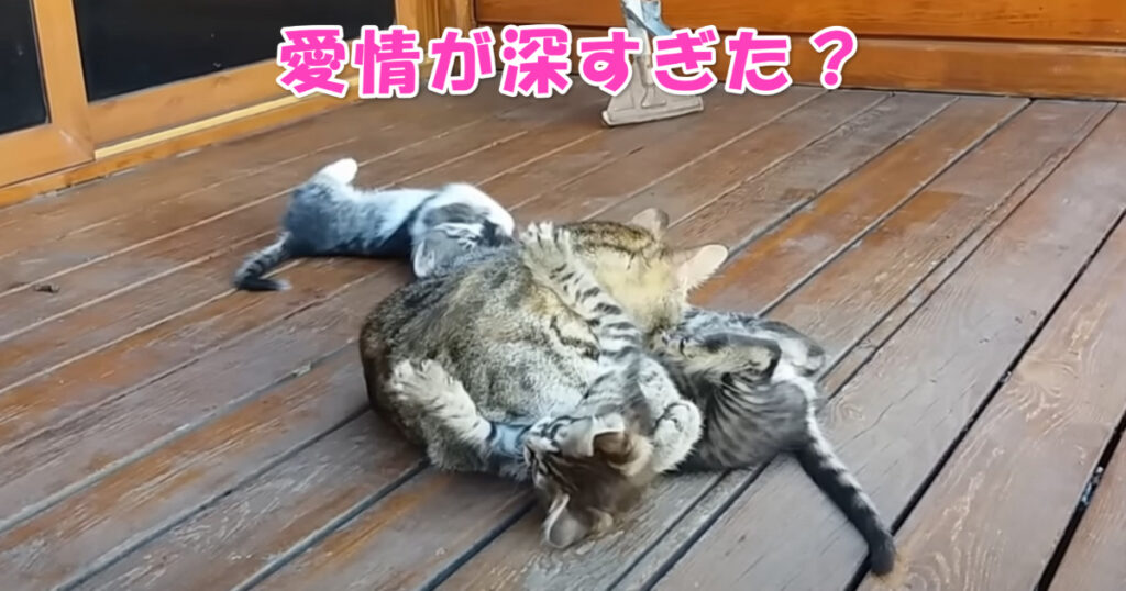 愛情が深すぎた？　子猫ちゃんを可愛がりすぎてハプニングを起こしちゃったお母さんニャンコ