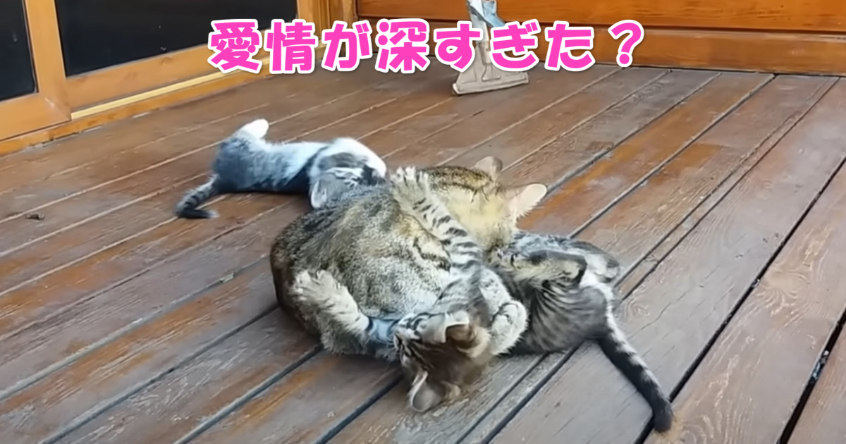 母の愛情　アイキャッチ