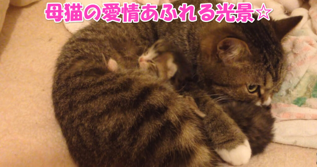 母の愛に包まれて。甘える子猫ちゃんと愛おしむお母さんニャンコ