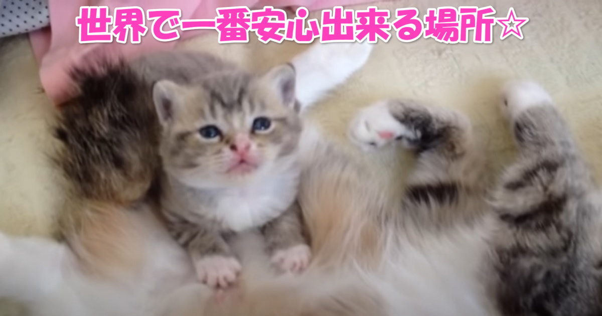 甘える子猫ちゃん　アイキャッチ