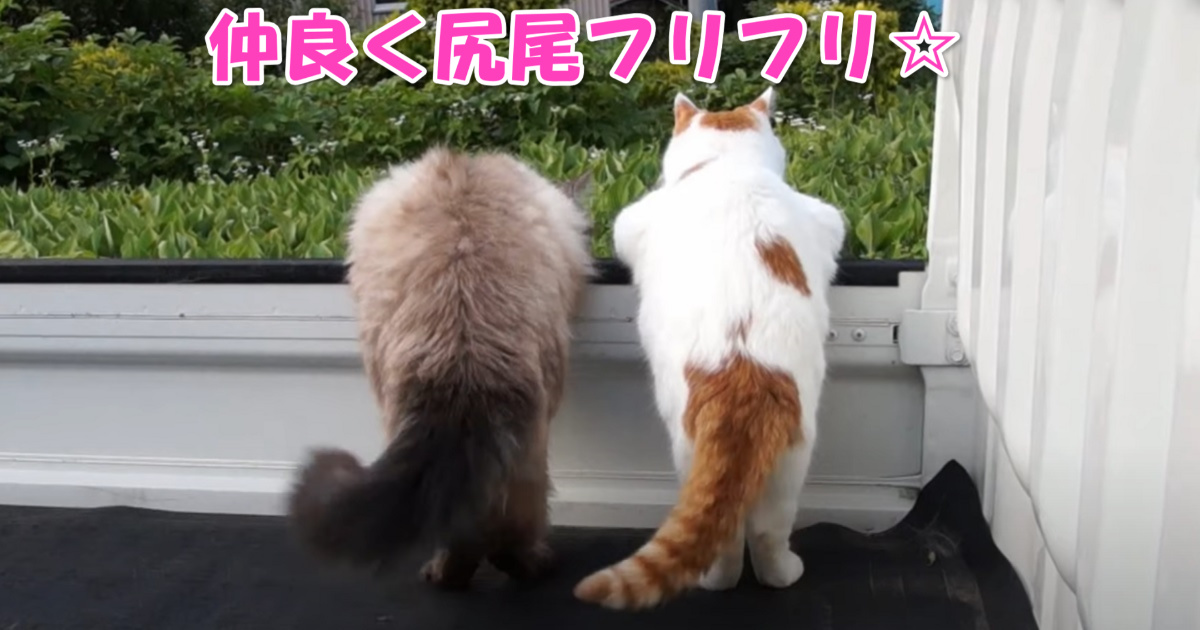 振られる猫の尻尾　アイキャッチ