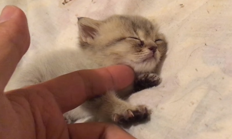 眠る子猫ちゃん　No-2