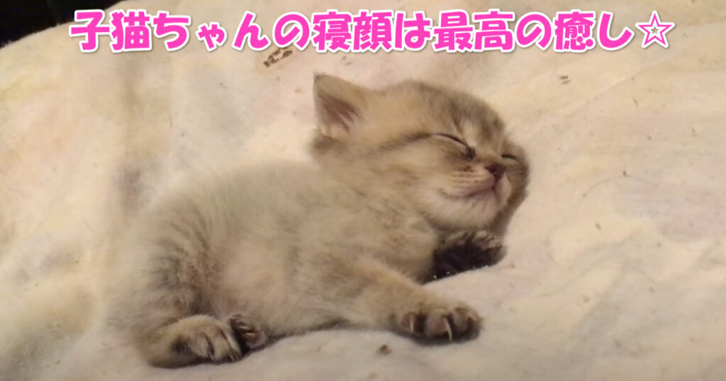 最高の癒し☆　子猫ちゃんの寝顔が可愛すぎます