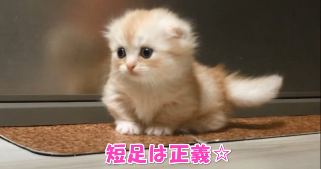 短足は正義？　楽しそうにすごすマンチカンの子猫ちゃん