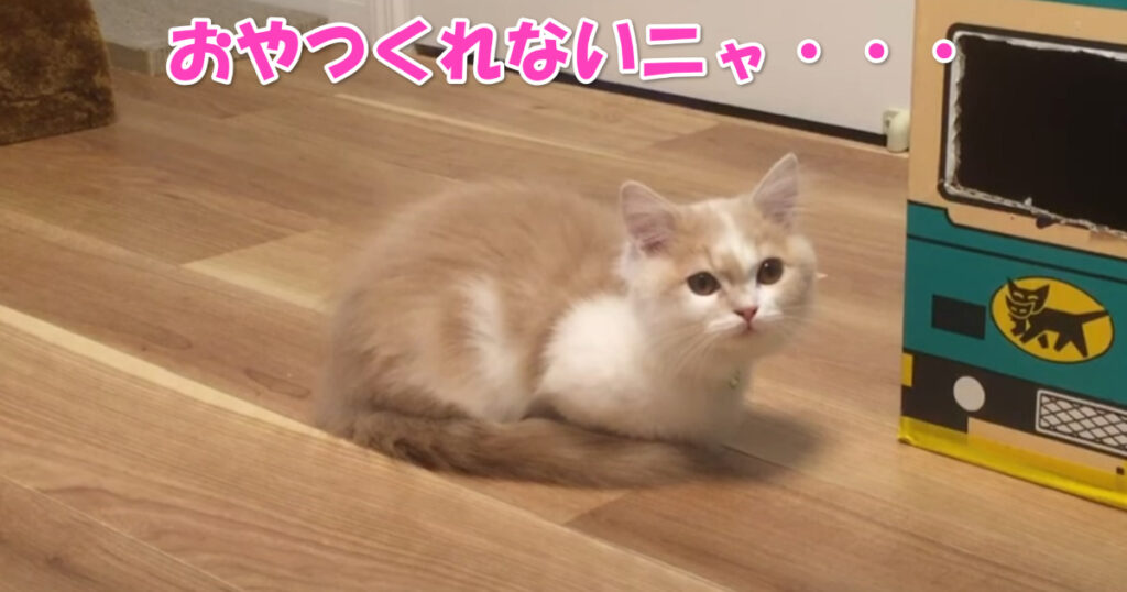 うにゃ～(T_T)　お菓子がもらえなくて悲しげなマンチカンの子猫ちゃん