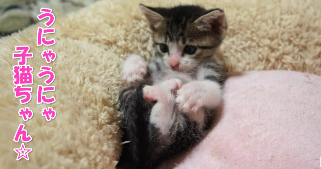 気持ち良さそう☆　布団の上でうにゃうにゃしている子猫ちゃん