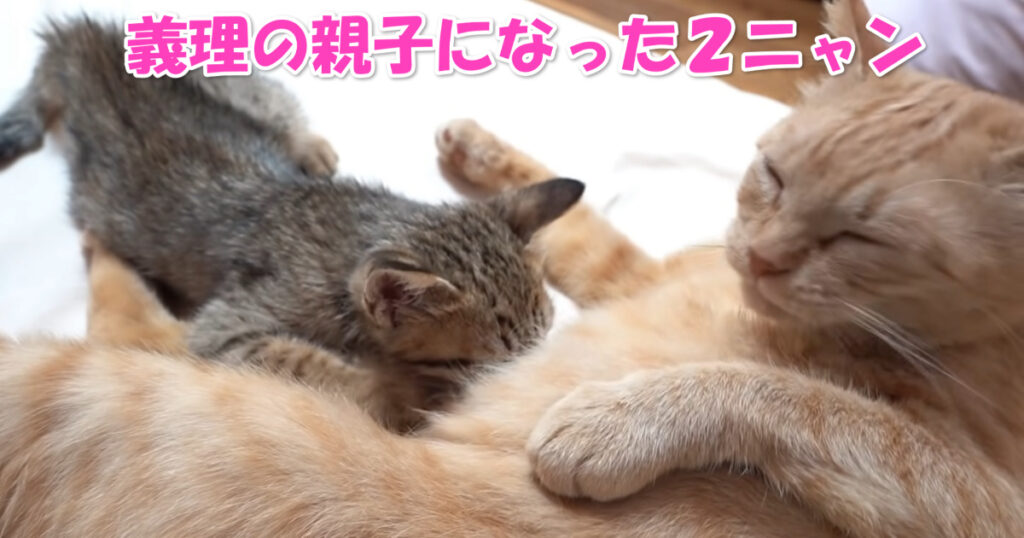 義母と養子の関係？　親子になった保護猫ちゃんと先住ニャンコ