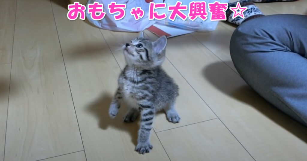 絶対に渡さないニャ！　おもちゃに大興奮する子猫ちゃん