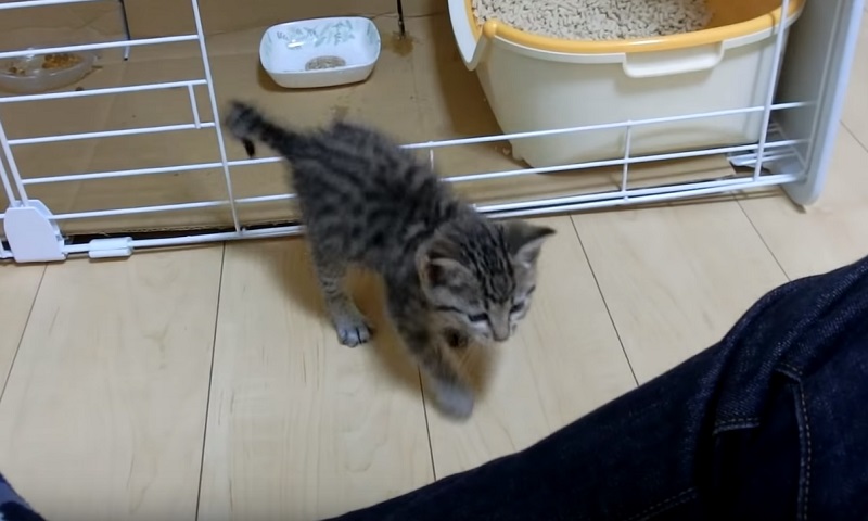 甘える子猫ちゃん　No-2