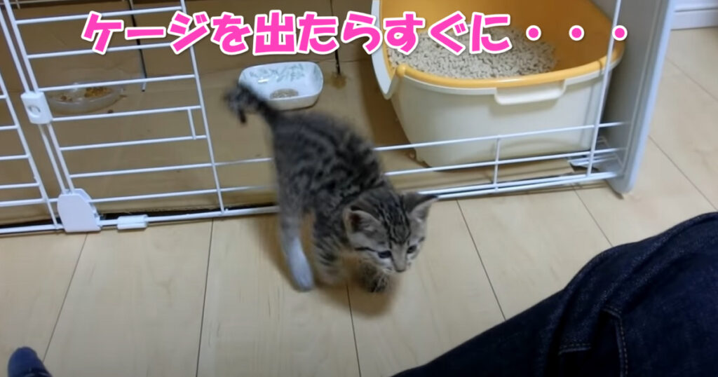 寂しがりやの子猫ちゃん。　ケージから出た途端に甘え始める可愛らしい子