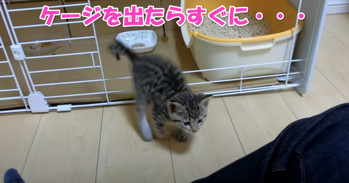 甘える子猫ちゃん　アイキャッチ