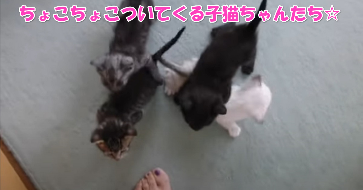 甘える子猫ちゃんたち　アイキャッチ