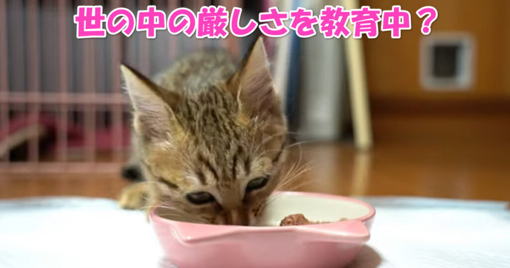 世の中の厳しさを教えてる？　子猫ちゃんのご飯を横取りしちゃうニャンコ